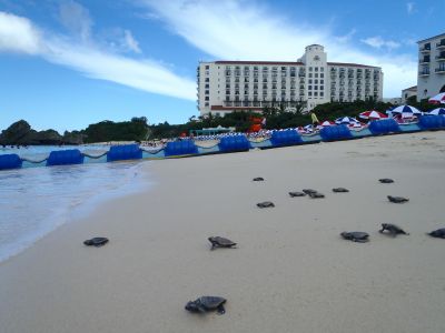 ホテル日航アリビラ　海亀