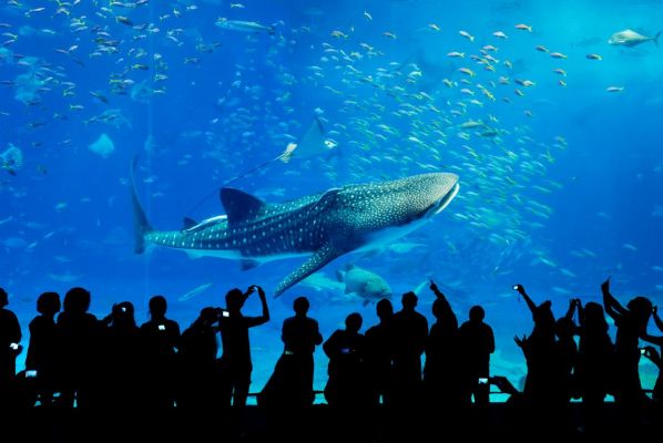 Okinawa Churaumi Aquarium