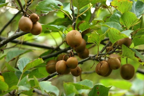 ヤンバル観察会「樹木医による植物ガイドツアー」
