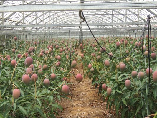 Tourist Farm Utopia Farms Miyakojima