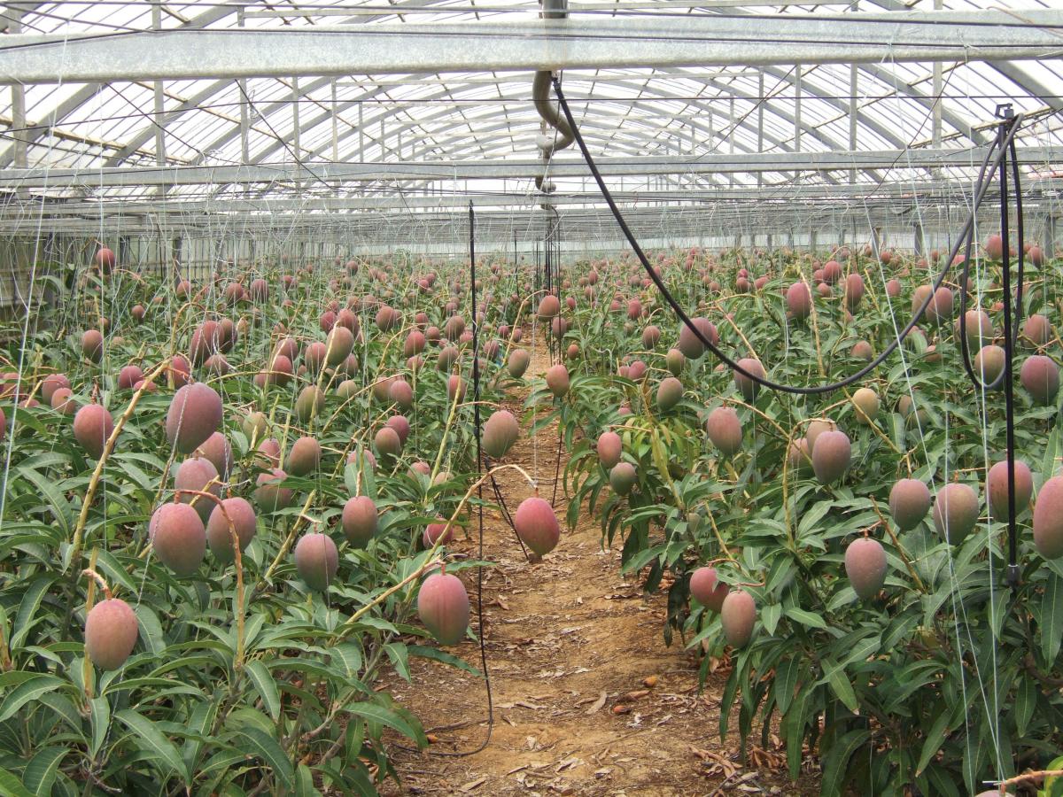 Tourist Farm Utopia Farms Miyakojima