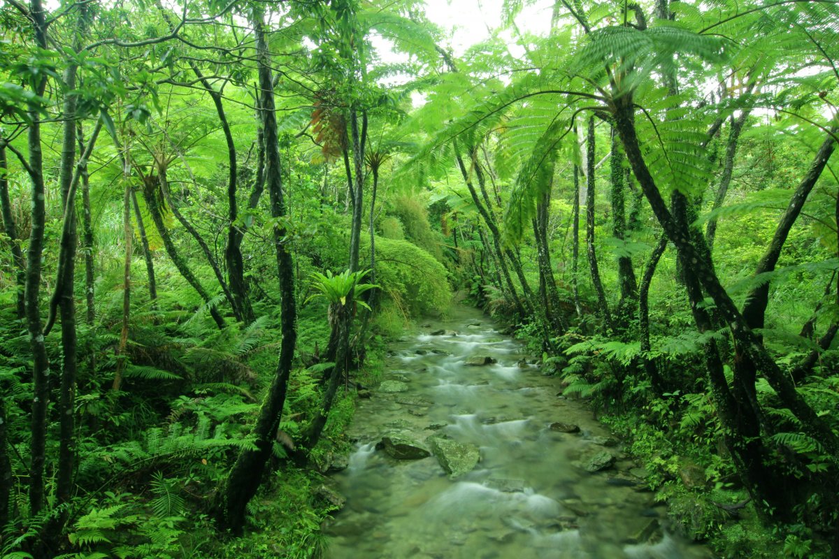 ヤンバル観察会「樹木医による植物ガイドツアー」