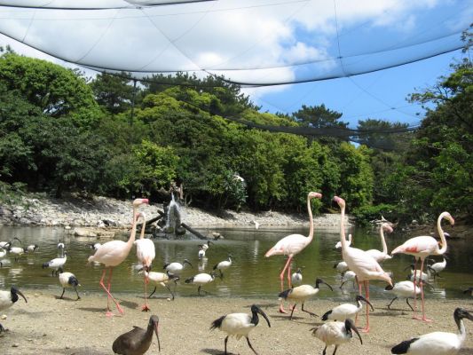 Neo Park Okinawa