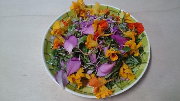 ヤンバルの山菜ご賞味ツアー