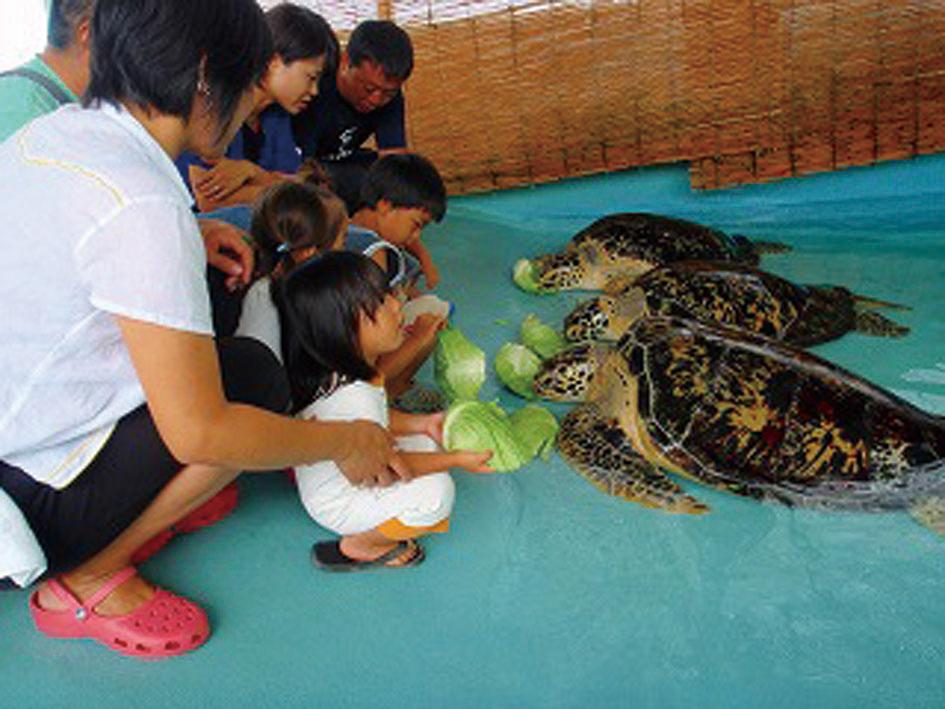 Kume-jima Sea Turtle Museum