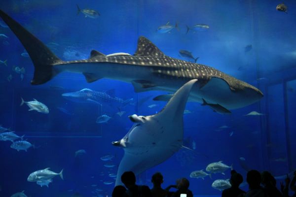 Okinawa Churaumi Aquarium
