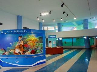 Kume-jima Sea Turtle Museum