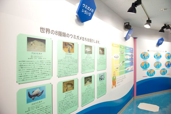 久米島ウミガメ館