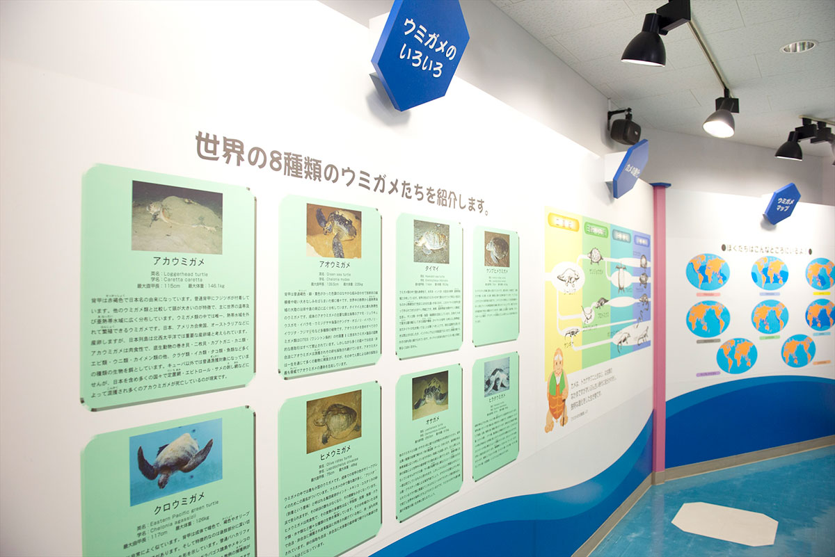 久米島ウミガメ館
