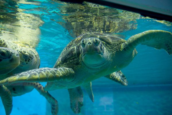 久米島ウミガメ館