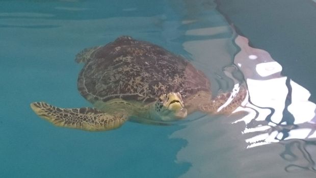 久米島ウミガメ館