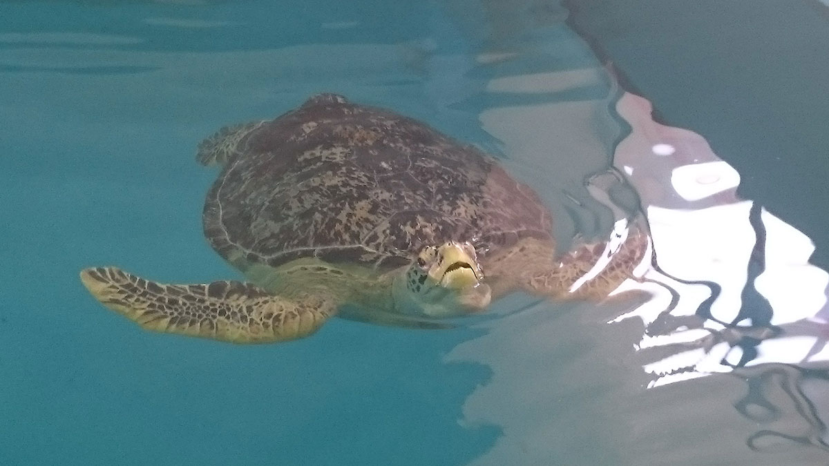 久米島ウミガメ館