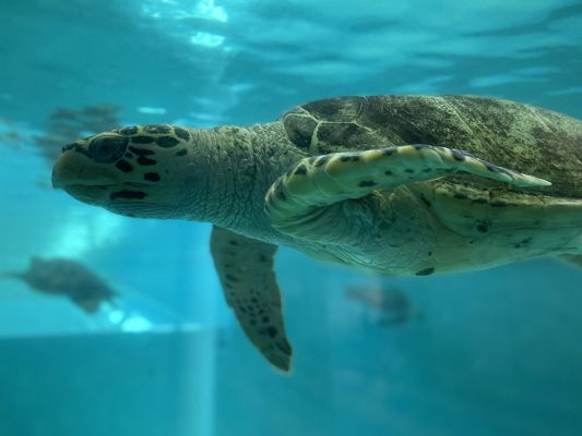 久米島ウミガメ館