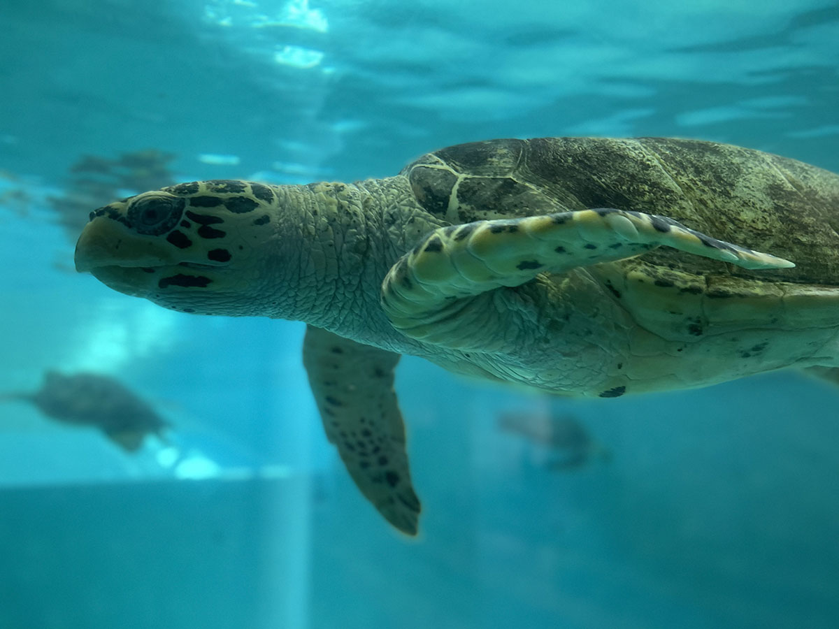 久米島ウミガメ館