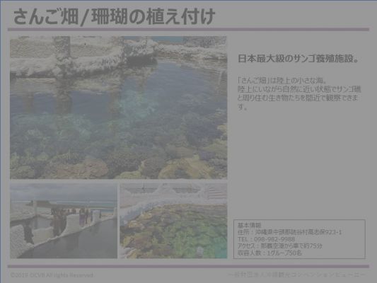 さんご畑/珊瑚の植え付け