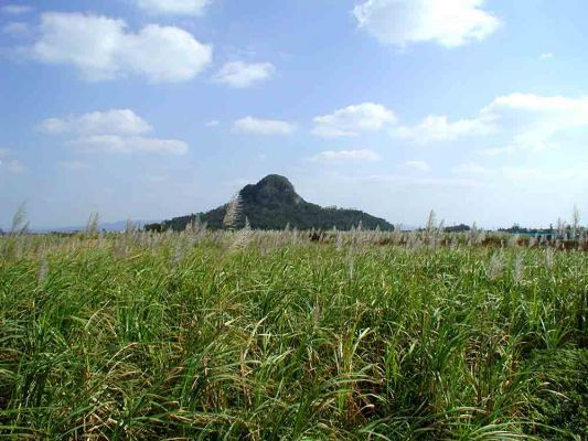 サトウキビの花と城山01