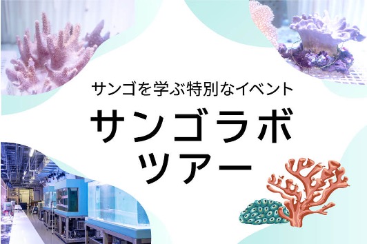 DMMかりゆし水族館「サンゴラボツアー」