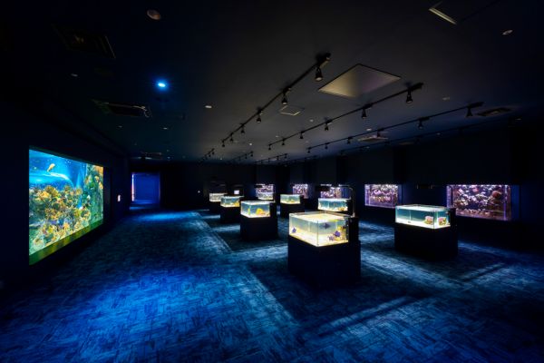 DMMかりゆし水族館「サンゴラボツアー」