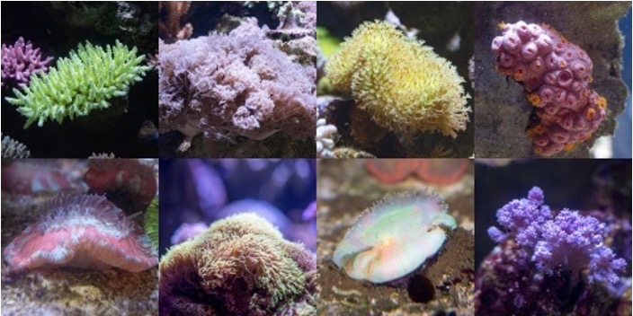 DMMかりゆし水族館「サンゴラボツアー」