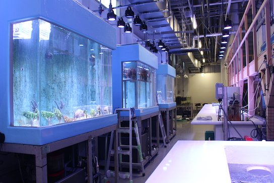 DMMかりゆし水族館「バックヤードツアー 」