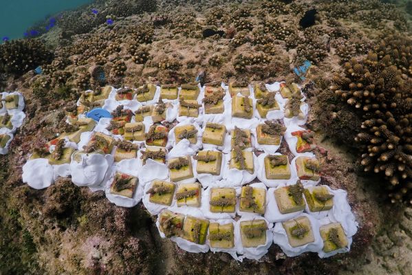 【SDGs教育×サンゴ苗作り体験】水産養殖研究センター