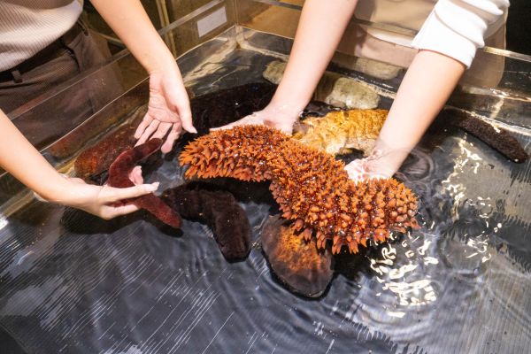 【SDGs教育×サンゴ苗作り体験】水産養殖研究センター