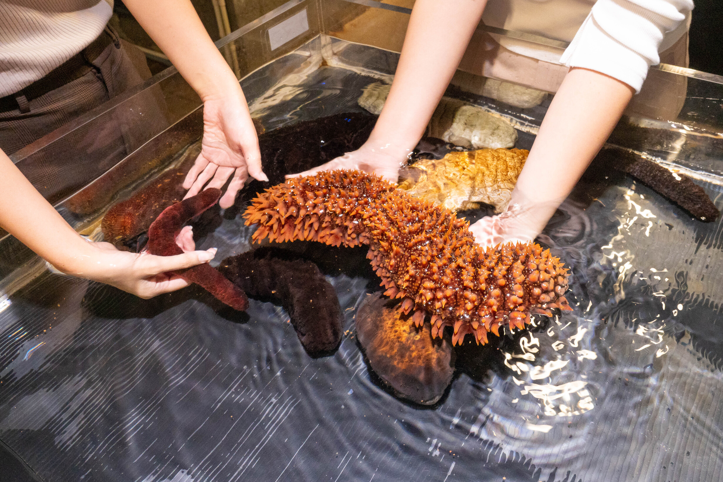 【SDGs教育×サンゴ苗作り体験】水産養殖研究センター