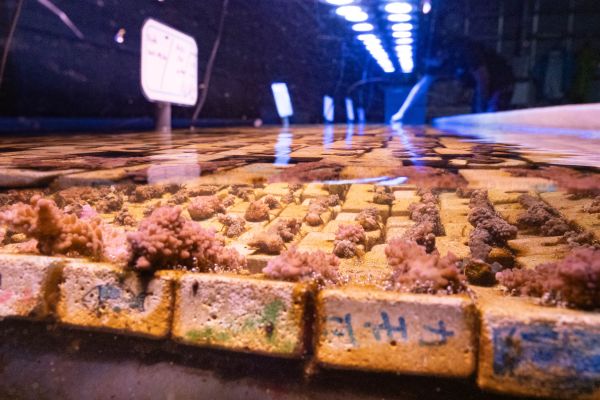 【SDGs教育×サンゴ苗作り体験】水産養殖研究センター